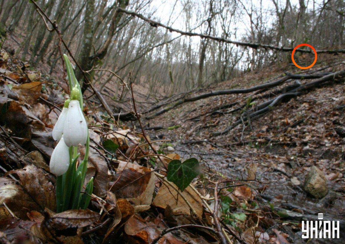 Rebane ei olnud kaugel pildi vasakust ülemisest nurgast / kollaaž Moje fotost