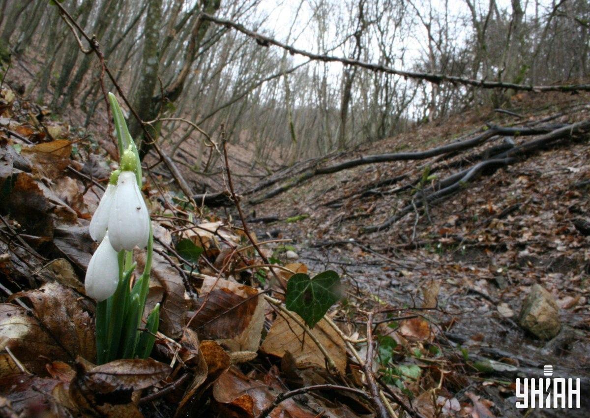Leia metsas 9 sekundiga rebane / kollaaž Mojei fotoga