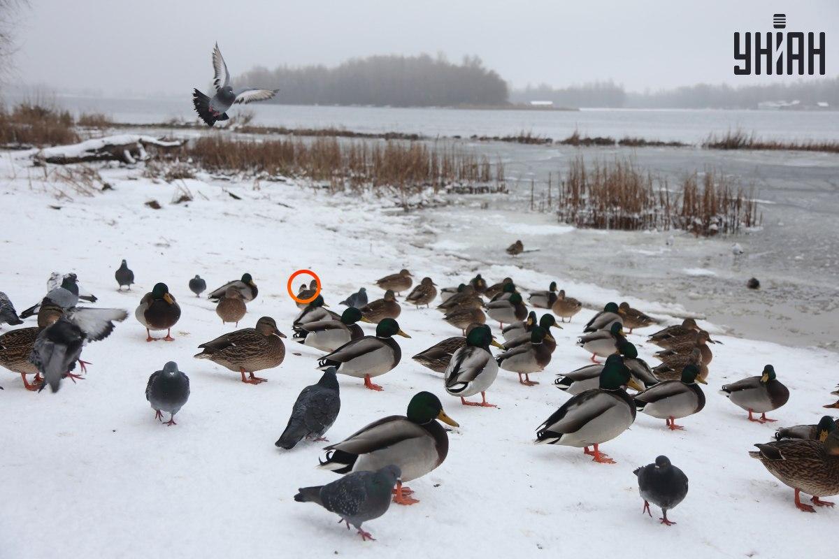 Optiliste illusioonide keskuse lähedal peidus varblane / kollaaž Mojei fotoga