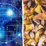 Kiire trikk IQ test: leia lehtede seast kolm kilpkonna 9