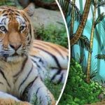 Optiline illusioon unicumidele: sa pead 9 sekundiga leidma metsas tiigri