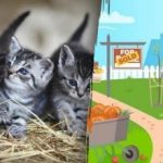 Puzzle kassisõpradele: sa pead 15 sekundi jooksul leidma aias kolm